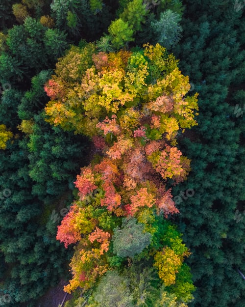 Preview: Mesmerizing view of the dense forest with trees with colorful foliage