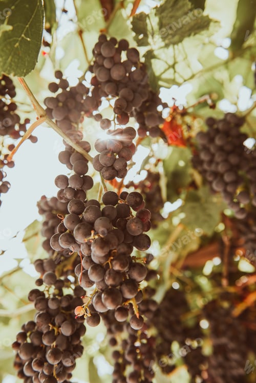 Preview: Fresh ripe juicy grapes growing on branches in vineyard