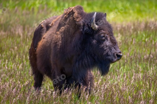 Preview: Bison in the meadow at Grand Teton