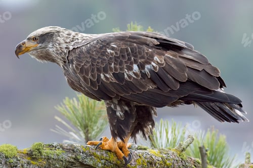 Preview: Side profile of perched juvenile eagle.