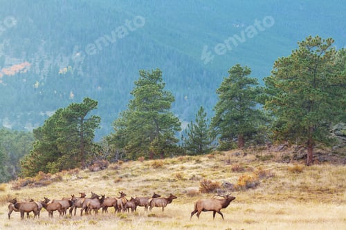 Preview: Elk