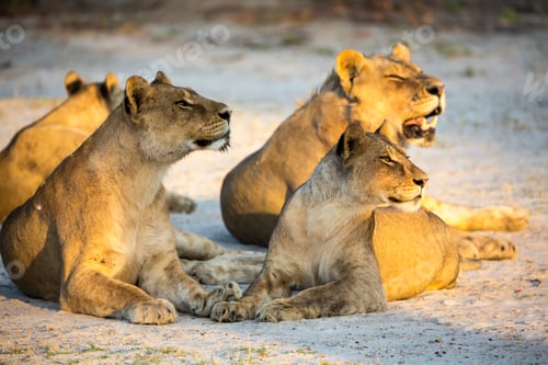 Preview: A pride of female lions lying resting at sunset, one yawning.