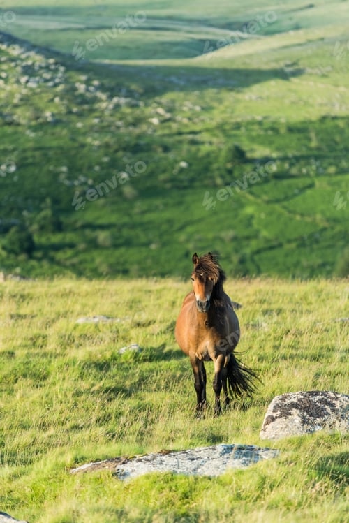 Preview: wild horse grazing