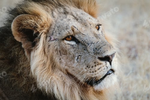 Preview: Male lion at sunset - Samburu national reserve, Kenya
