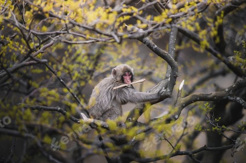 Preview: Japanese macaque on a tree in Arashiyama, Kyoto, Japan
