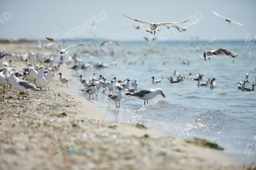 Preview: A flock of seagulls flying
