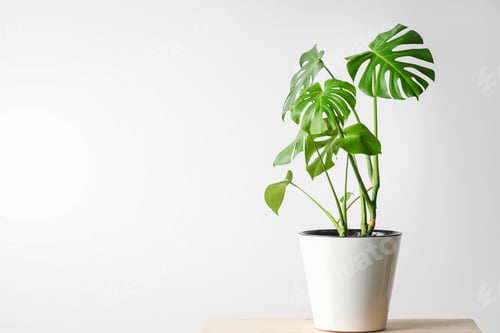 Preview: Monstera deliciosa or Swiss cheese plant in a white pot