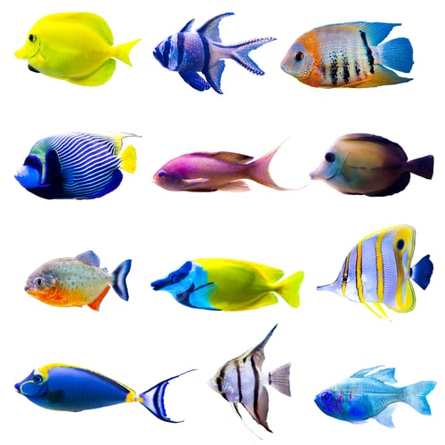 Preview: Tropical fish collection