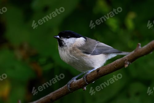 Preview: Marsh tit (Poecile palustris)