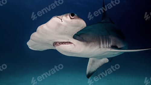Preview: Hammerhead Shark, underwater view, Bimini, Bahamas