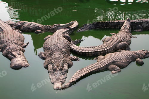 Preview: Crocodile swimming in lake.