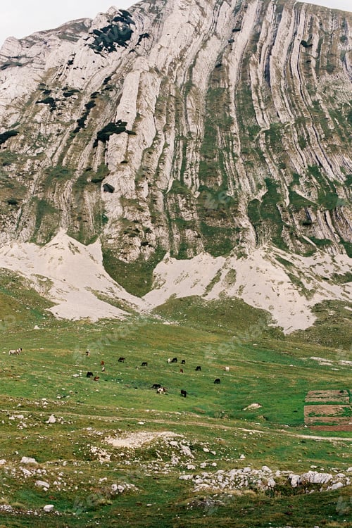 Preview: Sheep graze on a green lawn at the foot of the mountains