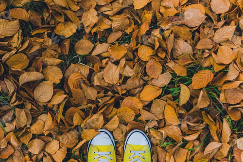 Preview: Autumn
