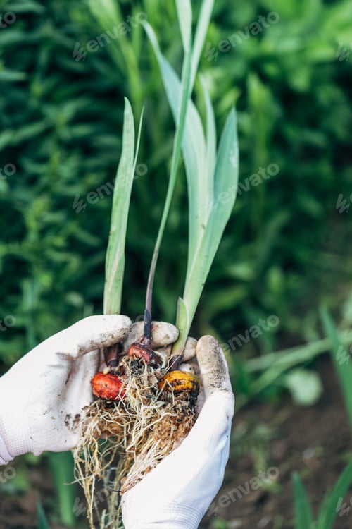 Preview: hands holding gladiolus flower bulb onion before planting