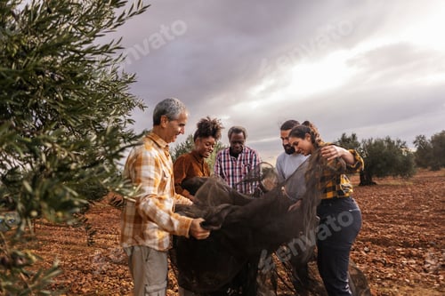 Preview: Farmers harvesting olives in orchard with nets