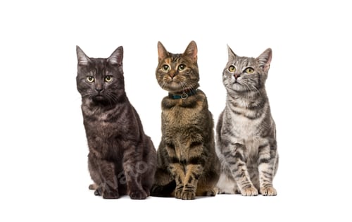 Preview: Group of crossbred domestic cats, adult, sitting in a row, pets. One wearing a collar