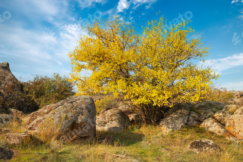 Preview: Beautiful yellowed vegetation and stones covered with lichen and moss hills in picturesque Ukraine