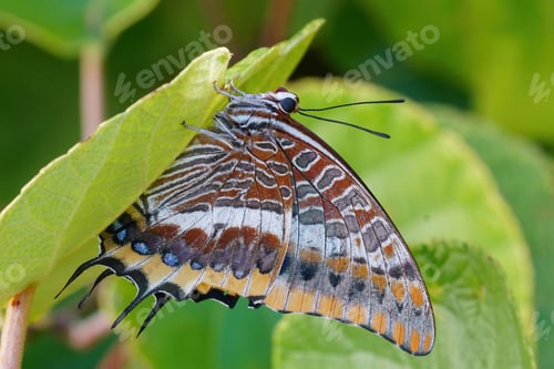 Preview: Closeup shot of two-tailed pasha butterfly clinging to a green leaf in the garden