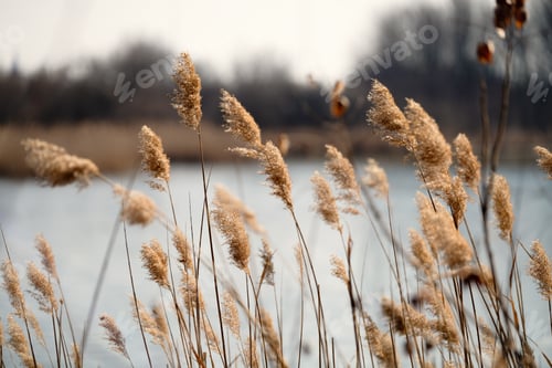 Preview: Picture of plants in front of blue lake