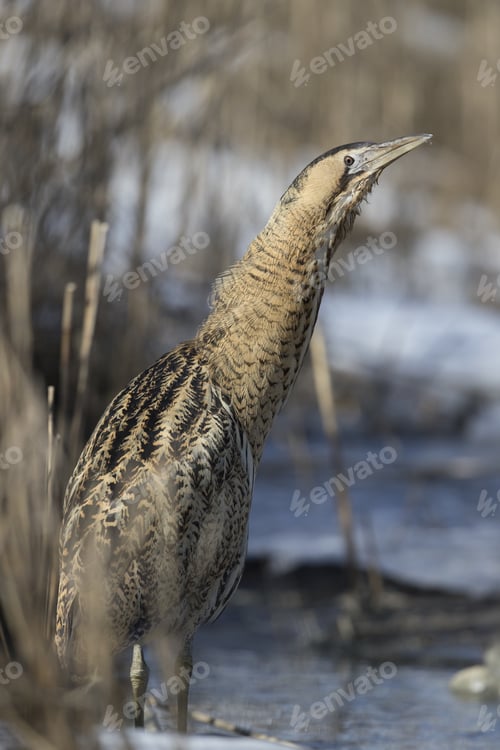 Preview: Close-up portrait of wintering Bittern (Botaurus stellaris)