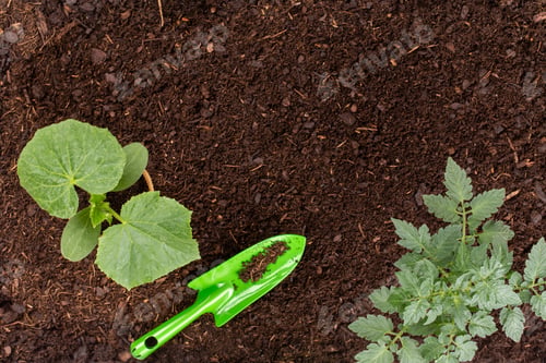 Preview: Woman planting young seedlings of lettuce salad in the vegetable garden