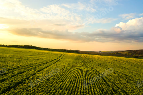 Preview: Aerial view of bright green agricultural farm field with growing rapeseed plants at sunset