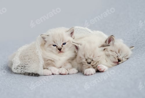 Preview: Ragdoll kitten photos newborn style