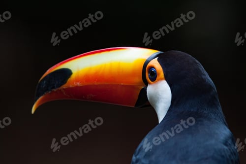 Preview: toucan, bird, colours, tropics