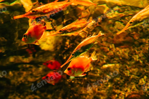 Vorschau: Leuchtende Unterwasserwelt mit Korallen und Fischen.