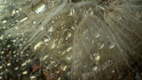 Preview: Abstract dandelion flower background, extreme closeup. Big dandelion on natural background. Art phot