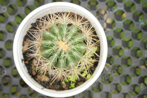 Preview: Close-up of colorful many cactus in the pots at the market street from thailand.