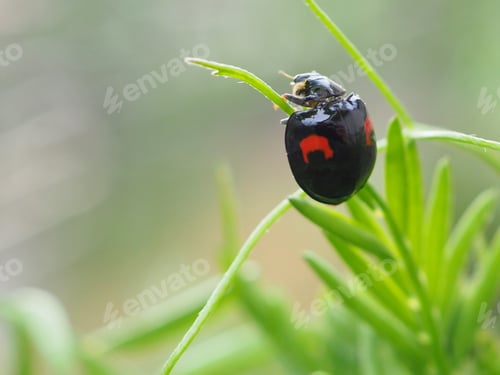 Preview: Ladybug