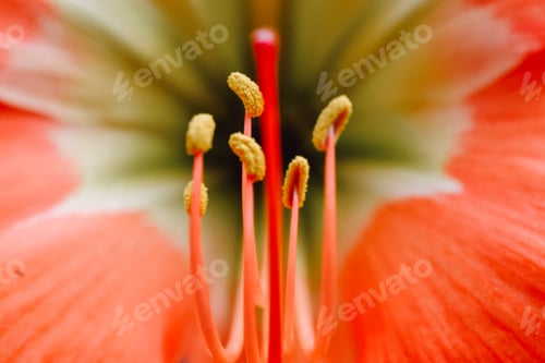 Preview: Close Up View of Orange Amaryllis Flower