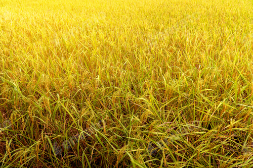 Preview: yellow green rice field
