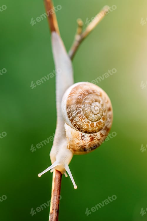 Preview: Close-up of a brown snail with green background.