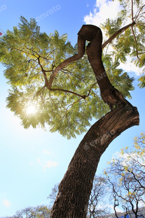 Preview: beautiful tree shot from an interesting angle