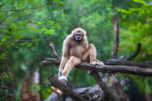 Preview: White gibbon