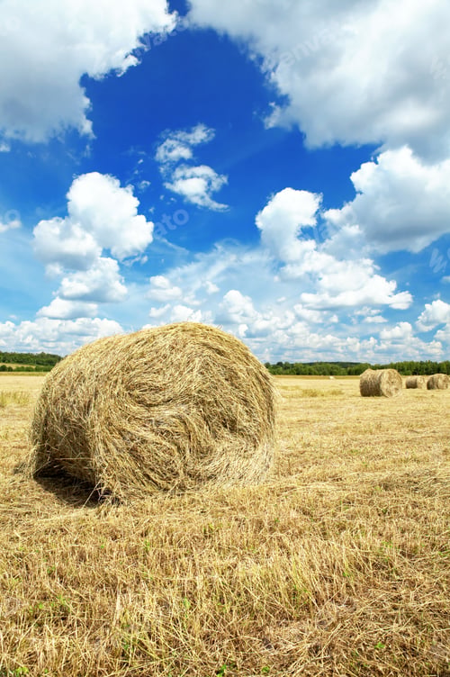 Preview: Hay roll