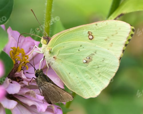 Preview: Yellow Butterfly and Brown Moth on Pink Flower