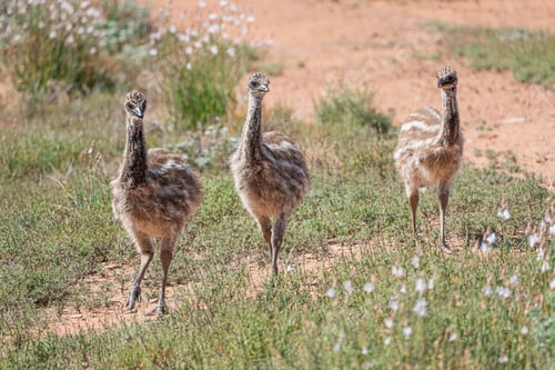 Preview: Three emu chicks in the green field under the sun light.