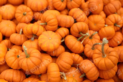 Preview: Fresh healthy bio pumpkins on farmer agricultural market at autumn. Healthy vegetarian food.