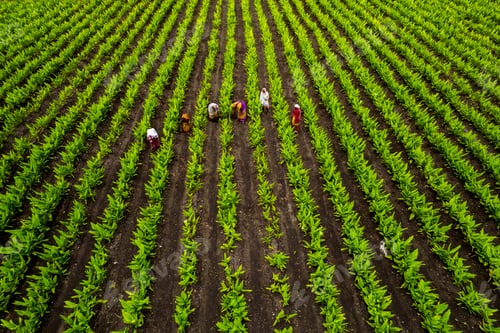 Preview: Aerial view of green agriculture field, India.