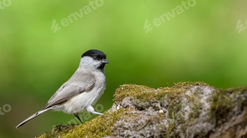 Preview: Marsh Tit (Poecile/Parus Palustris) Sitting on a Stick.