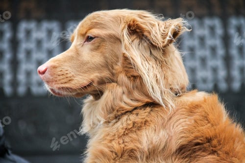 Visualização: Cute dog. Pet. Dogs. Cute. Doggy.