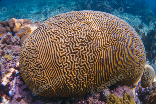 Preview: coral reef macro ,texture, abstract marine ecosystem background on a coral reef