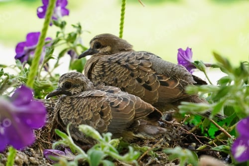 Preview: High-resolution closeup image of two birds perched side by side on a tree
