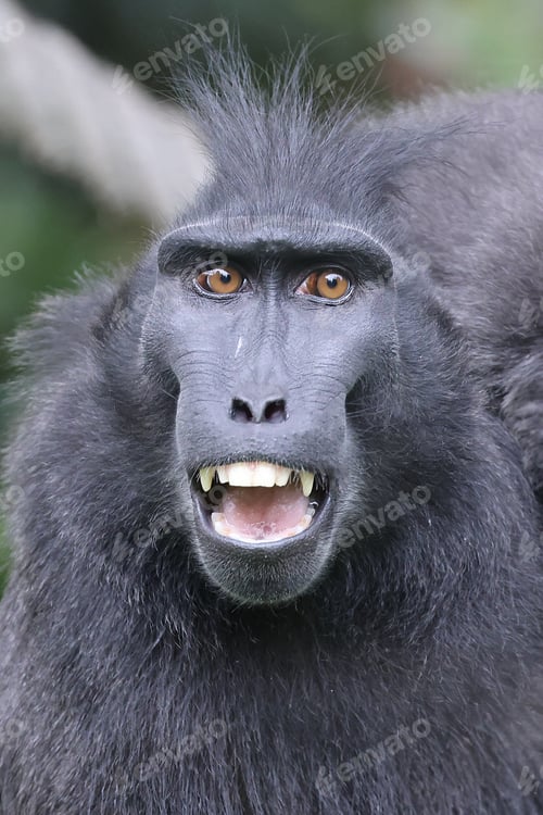 Preview: Macaca nigra close up on green blurred background