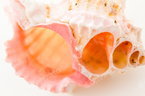 Preview: Sea shell