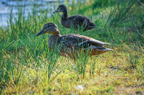 Preview: two ducks resting by the lake on a green lawn