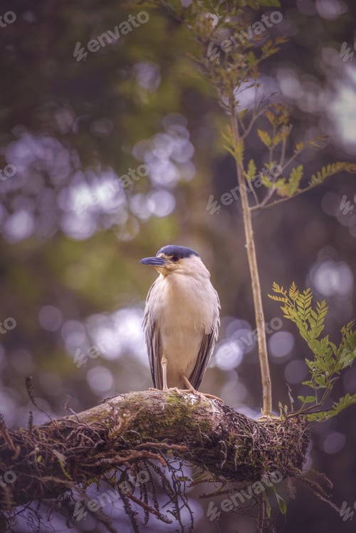 Preview: Black-Crowned Night Heron